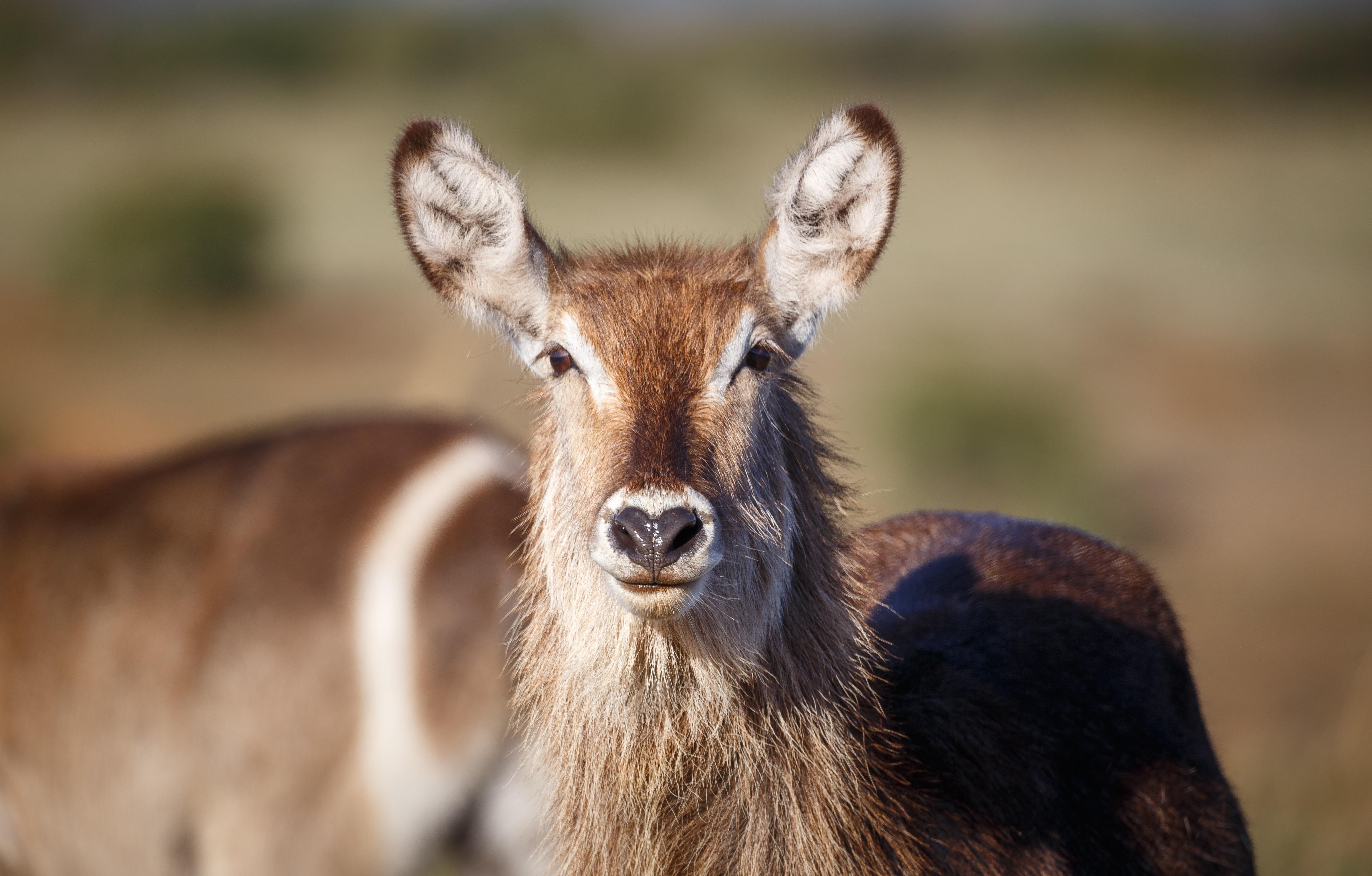 Bukela Game Lodge - محمية أماخالا الطبيعية المظهر الخارجي الصورة