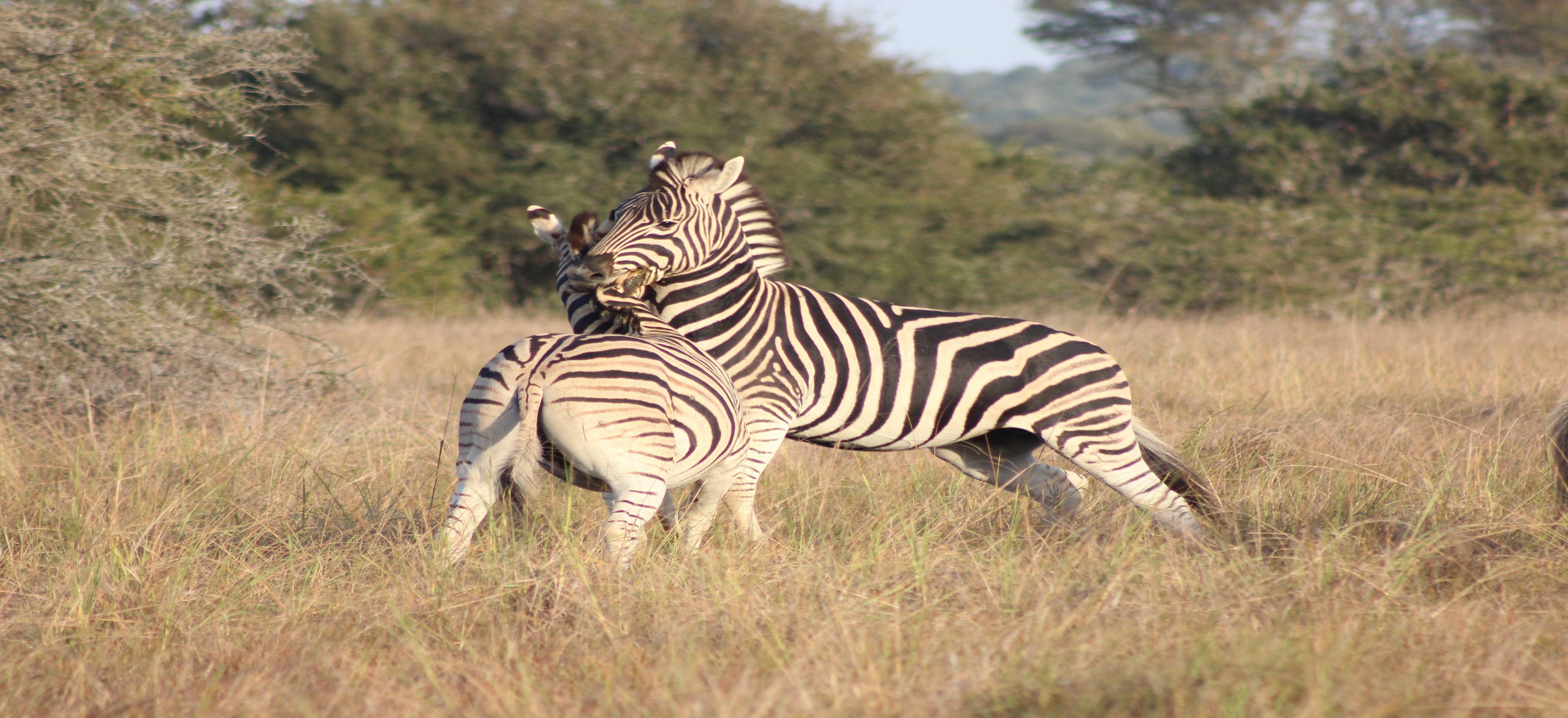 Bukela Game Lodge - محمية أماخالا الطبيعية المظهر الخارجي الصورة