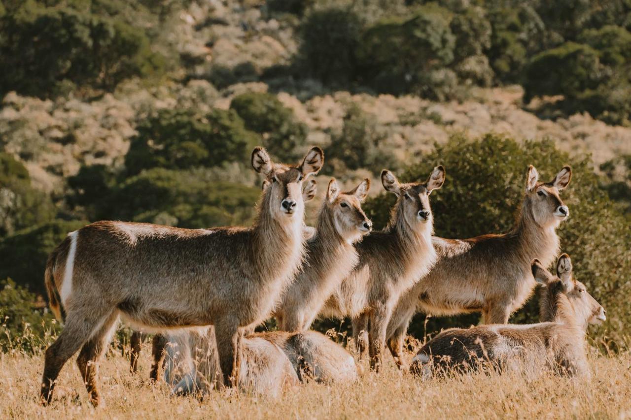 Bukela Game Lodge - محمية أماخالا الطبيعية المظهر الخارجي الصورة