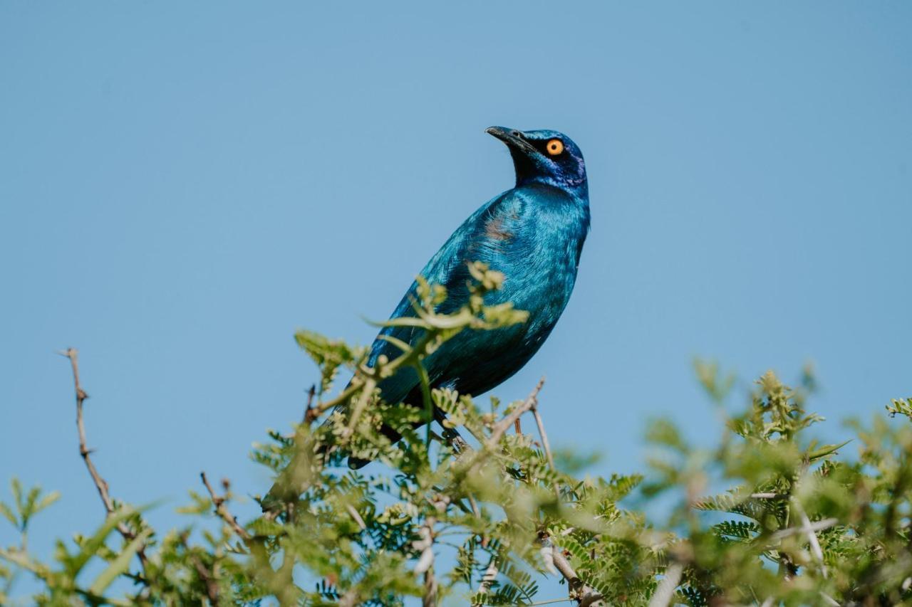 Bukela Game Lodge - محمية أماخالا الطبيعية المظهر الخارجي الصورة