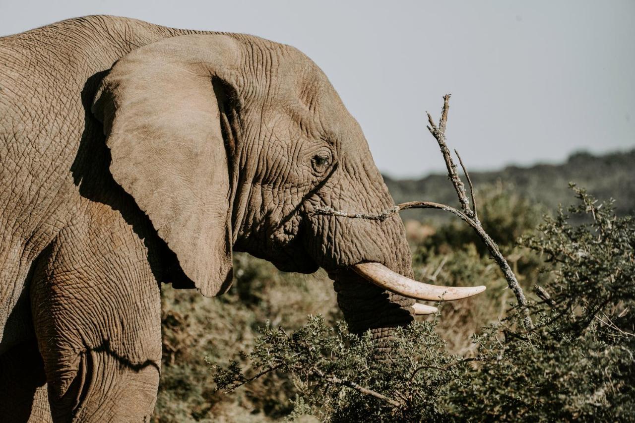 Bukela Game Lodge - محمية أماخالا الطبيعية المظهر الخارجي الصورة