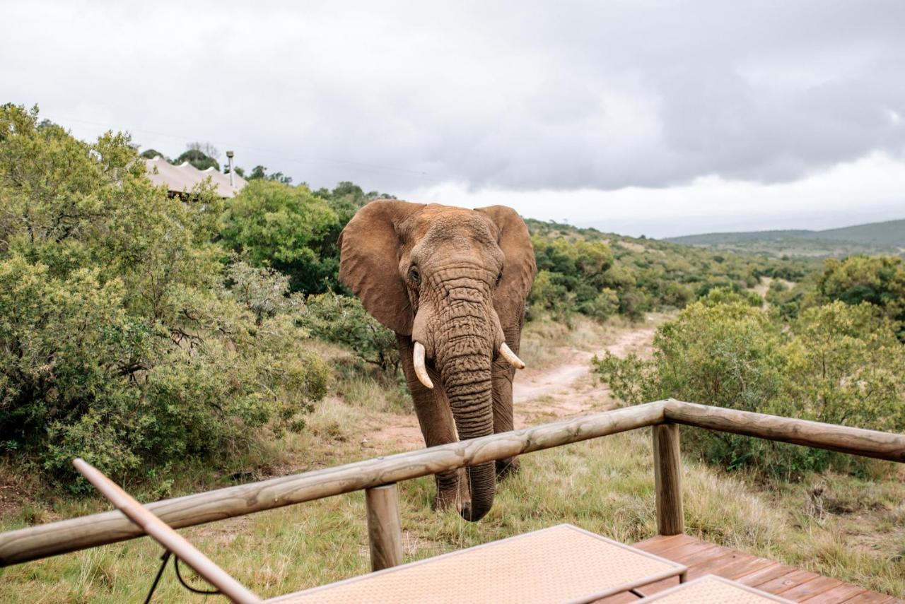 Bukela Game Lodge - محمية أماخالا الطبيعية المظهر الخارجي الصورة