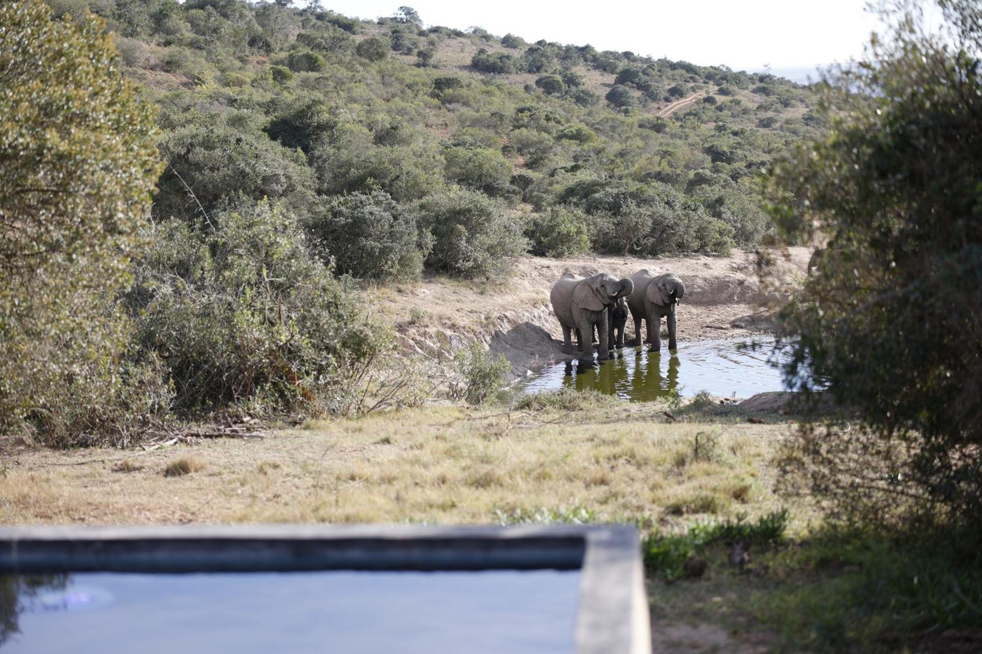 Bukela Game Lodge - محمية أماخالا الطبيعية المظهر الخارجي الصورة