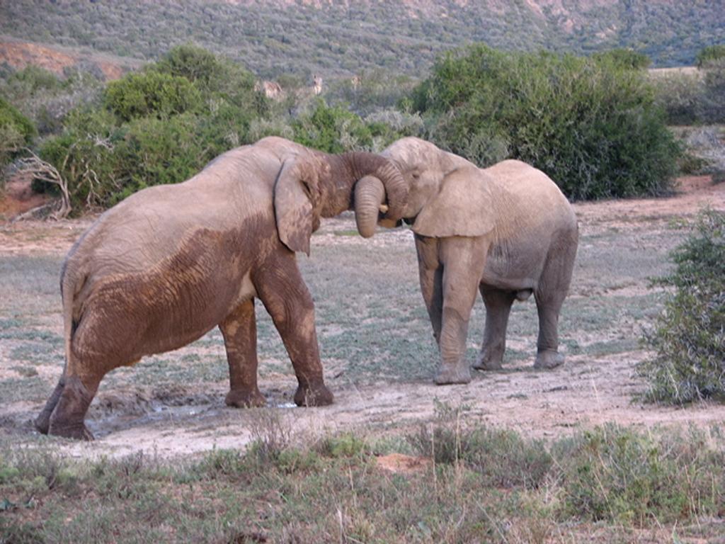 Bukela Game Lodge - محمية أماخالا الطبيعية المظهر الخارجي الصورة
