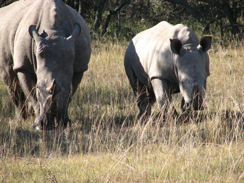 Bukela Game Lodge - محمية أماخالا الطبيعية المظهر الخارجي الصورة
