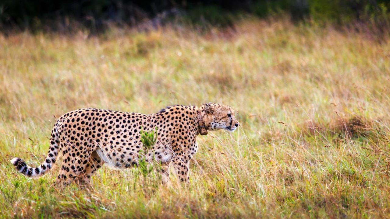 Bukela Game Lodge - محمية أماخالا الطبيعية المظهر الخارجي الصورة